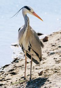 Gray heron on lakeshore 