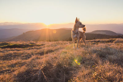 Horse standing on field against sky