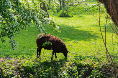 Deer standing on field