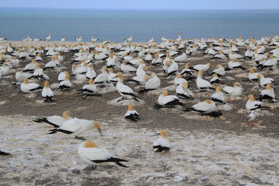 Seagulls flying over sea against sky