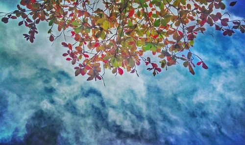 Close-up of tree against sky