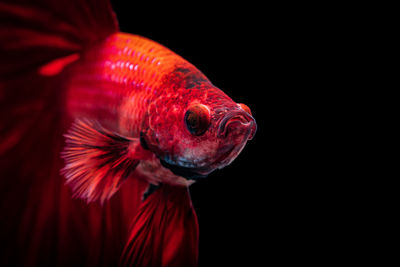 Red siamese fighting fish betta splendens,on black background ,betta fancy koi halfmoon plakat