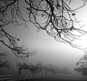 Bare trees against sky