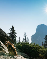 Dog yawns at dawn on the mountainside. 