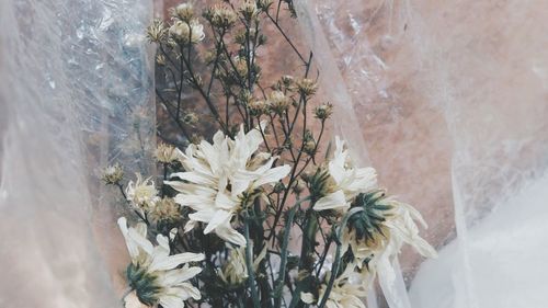 Close-up of white flowers