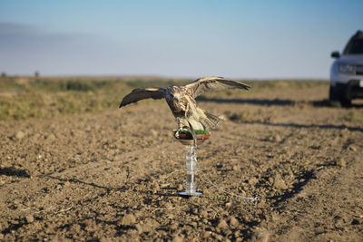 Bird flying over a field