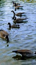 Ducks swimming in lake