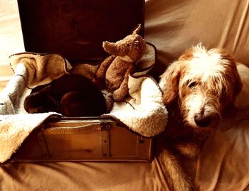 Close-up of dog sleeping on bed at home