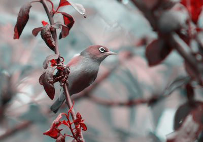 Close-up of bird perching on branch