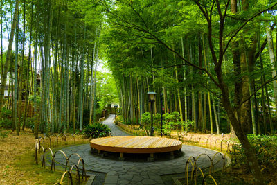 View of trees and plants in forest