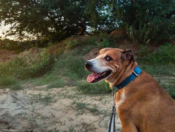 Close-up of a dog looking away