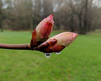 Close-up of wet flower on field