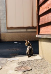 Cat sitting on wall of building