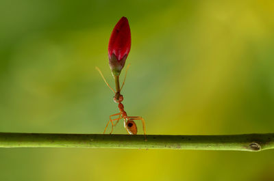 Close-up of insect on flower