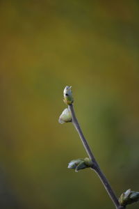 Close-up of flower buds growing outdoors