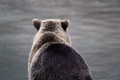 Close-up of bear