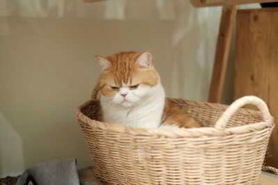 Portrait of cat relaxing in basket