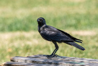 Close-up of bird perching on wood