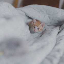 Close-up of cat lying on bed