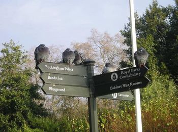 Low angle view of information sign against plants
