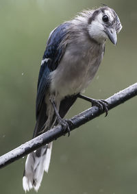 Bluejay perched on a wet metal bar.