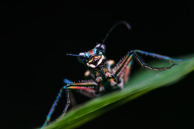 Close-up of insect