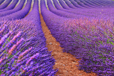 Purple flowering plants on field