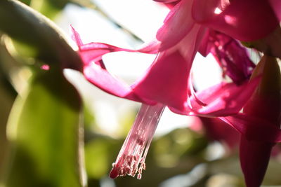 Close-up of pink flowers blooming outdoors