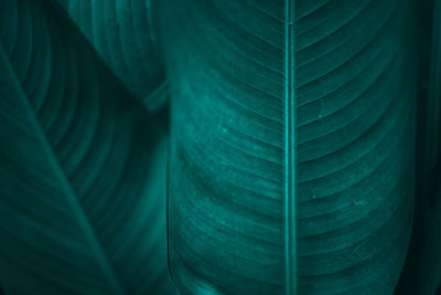 Full frame shot of green leaves