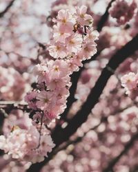 Close-up of pink cherry blossom