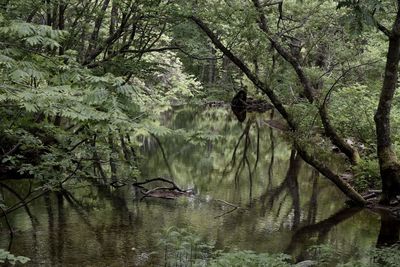 Scenic view of lake amidst trees in forest