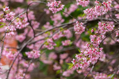 Close-up of pink cherry blossoms in spring