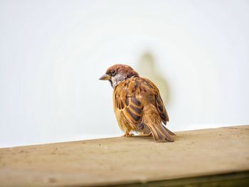 Close-up of bird perching on wood