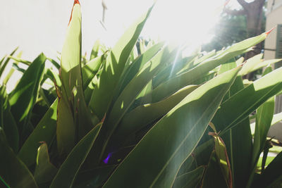 Close-up of crops growing on field against sky