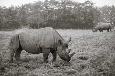 Rhinoceroses grazing on field