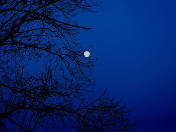 Low angle view of bare tree against blue sky