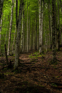 Trees in forest