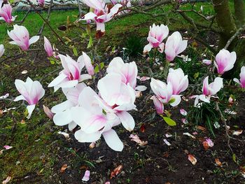 Close-up of pink flowers on tree