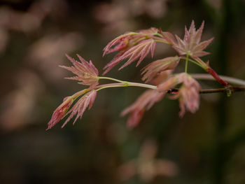 Maple leaves