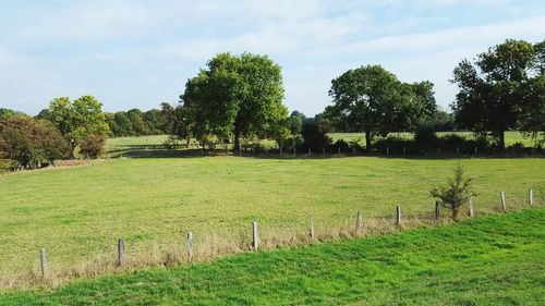 Scenic view of trees on field against sky