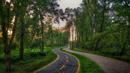 Empty road along trees