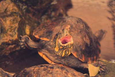 View of turtle on rock