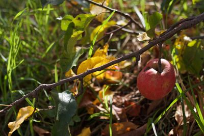 Close-up of berries growing on tree