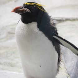 Close-up of penguin