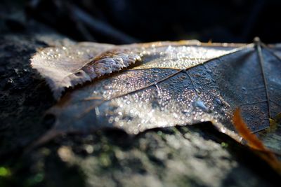 Close-up of dried leaf on wet autumn leaves