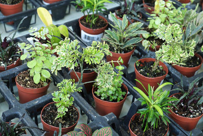 High angle view of potted plants in greenhouse