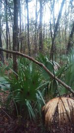 Plants growing in forest