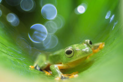 Close-up of frog in water