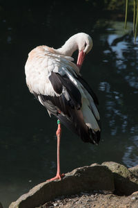 Close-up of duck on lakeshore