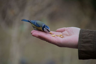 Close-up of hand holding bird